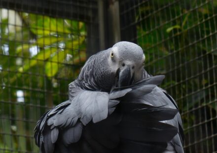 african grey parrot african grey parrot