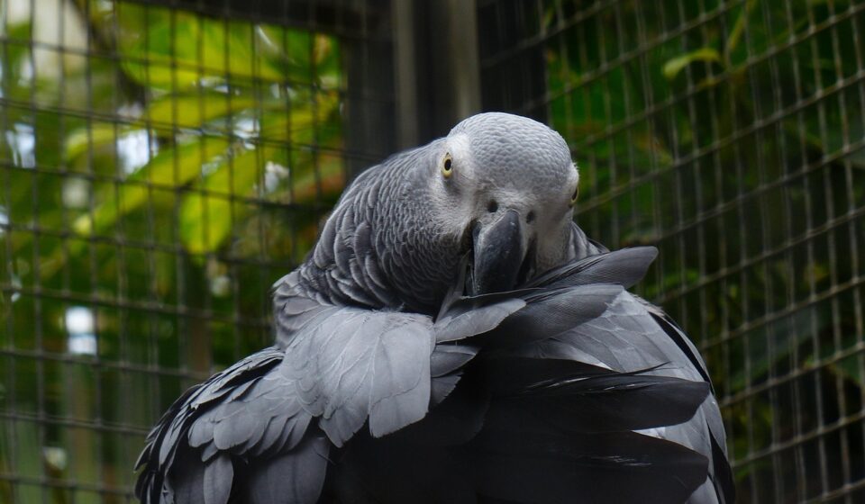 african grey parrot african grey parrot