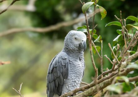 african grey parrot