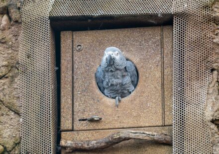 african grey parrot