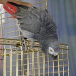 african grey parrot​