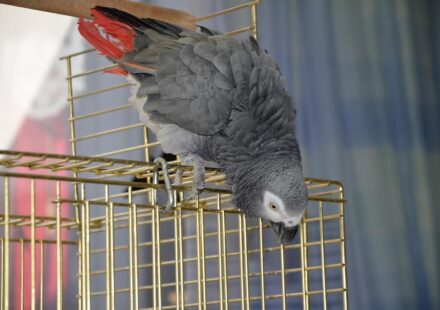 african grey parrot​