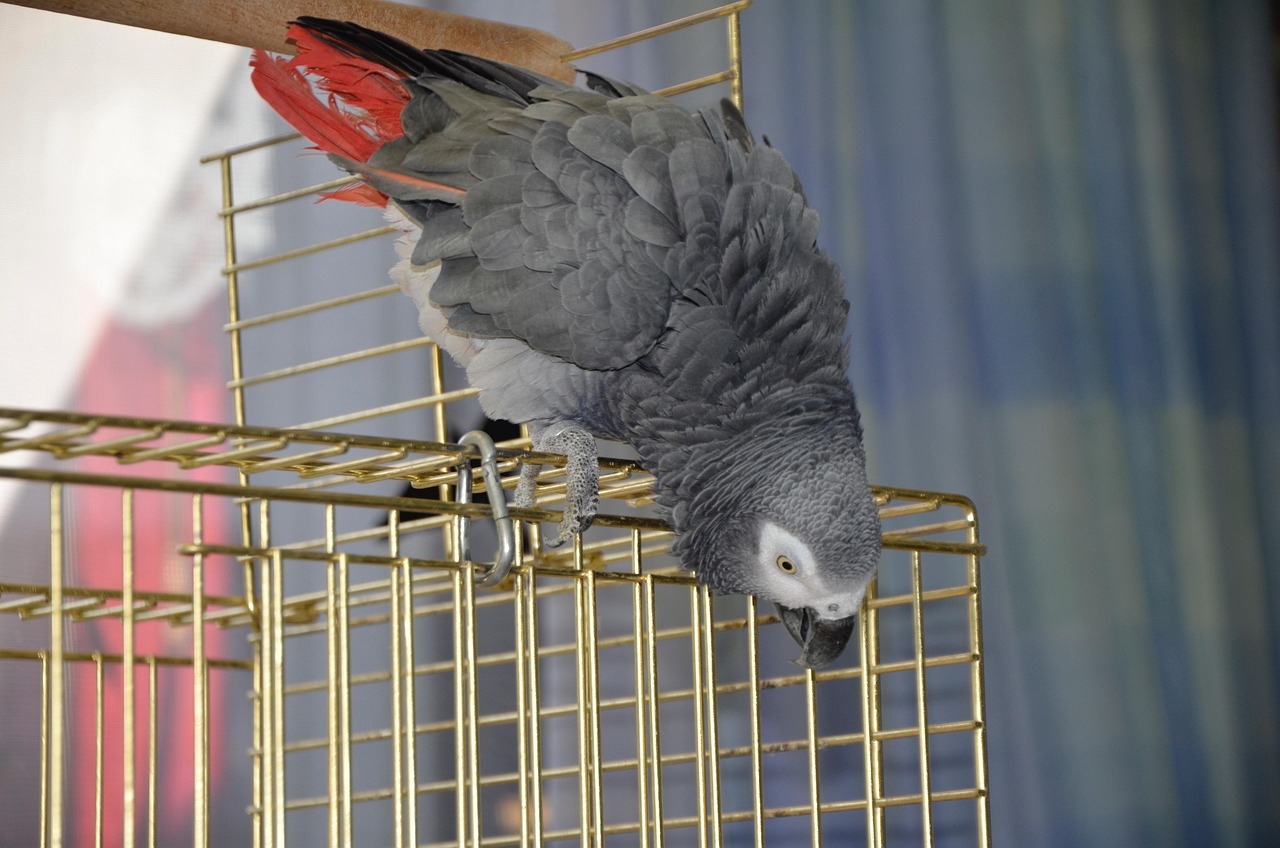 African Grey Parrots in 2026: Intelligent Companions & Their Needs