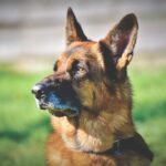 anatolian shepherd dog
