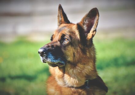 anatolian shepherd dog