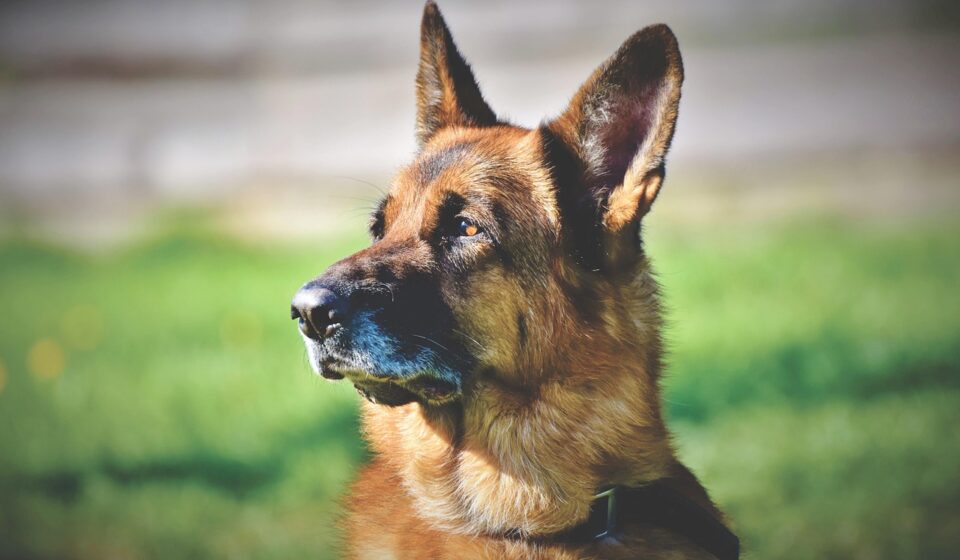anatolian shepherd dog