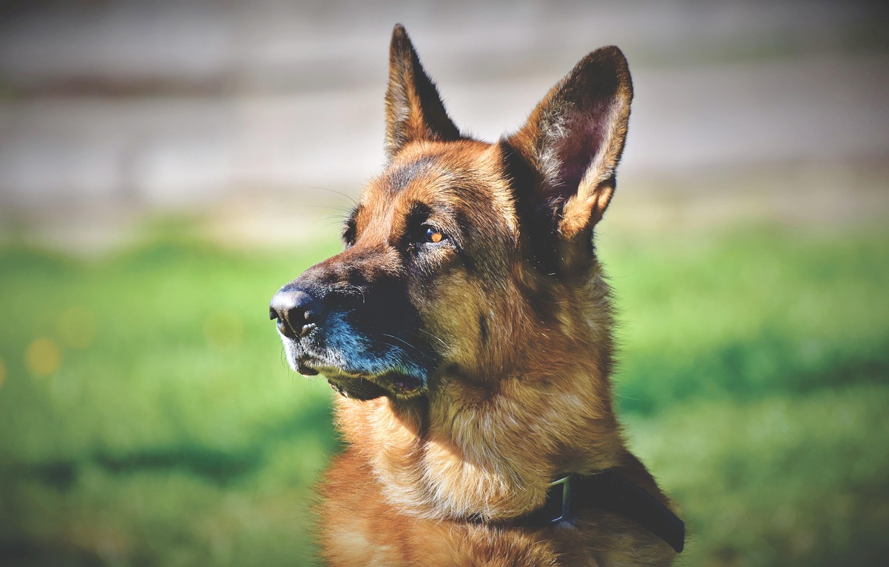 Anatolian Shepherd Dogs: Your 2026 Guide to Their