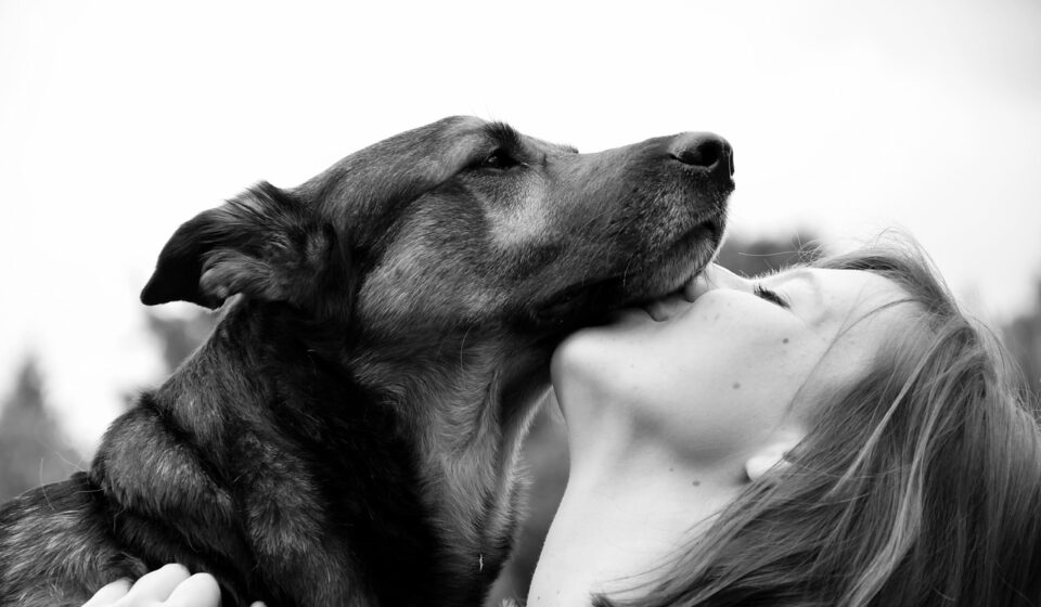 anatolian shepherd dog