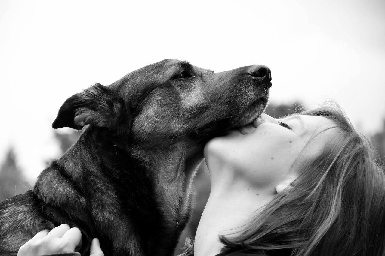 Anatolian Shepherd: Your 2026 Guide to Temperament & Care