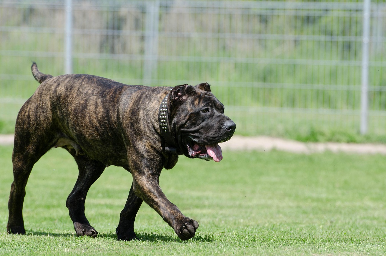Finding Quality Animal Boarding Near Me in 2026