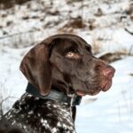 athletic pointer dog in field