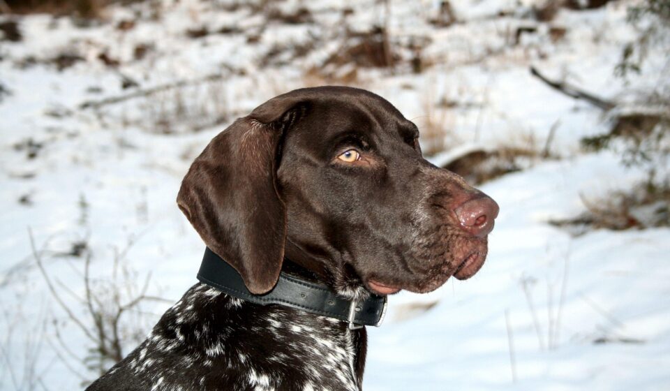 athletic pointer dog in field