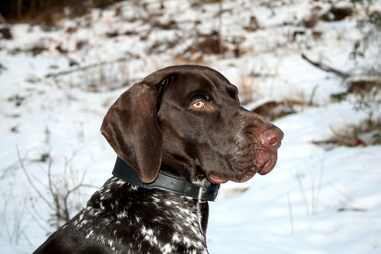 The Pointer Dog: Your 2026 Guide to This Athletic Breed