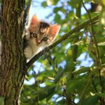 beginner cat care essentials