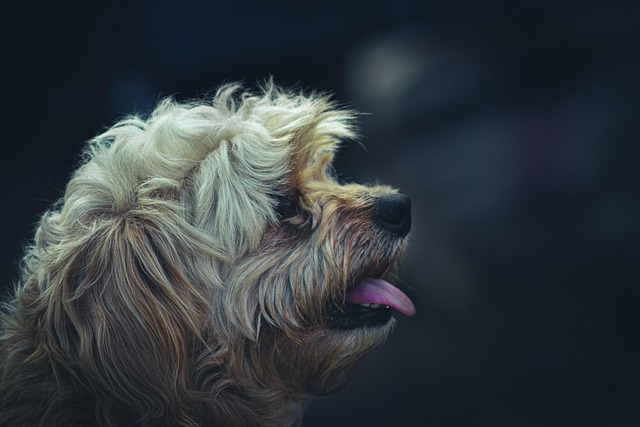 A Bichon Frisé dog looking alert, with its fluffy white coat. (dog breeds that dont shed)