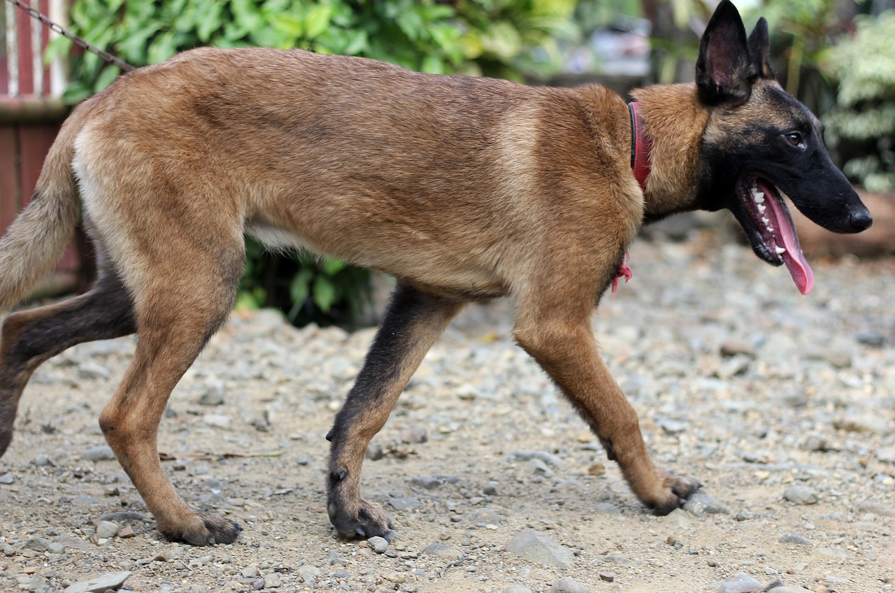 Belgian Malinois Black: The Complete 2026 Guide