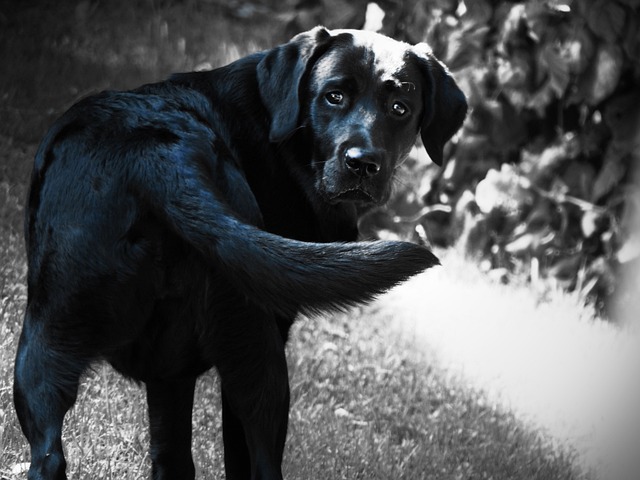 A black dog looking sad in a kennel (black dogs)