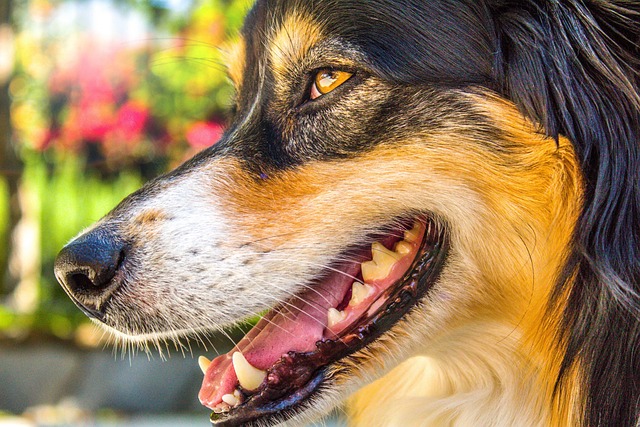 A black dog panting in the shade