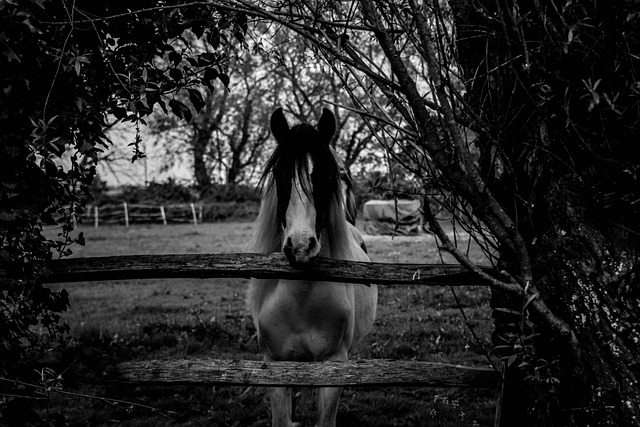 A black stallion galloping across a field, embodying power and speed, suitable for strong stallion names.