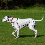 breeding dalmatians