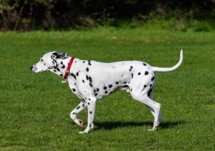 breeding dalmatians