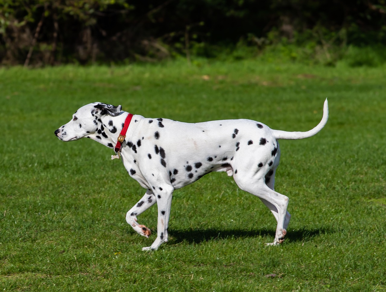 Breeding Dalmatians: A 2026 Guide to Health, Genetics, and