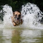 brindle belgian malinois dog