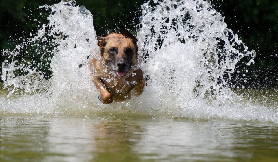 brindle belgian malinois dog