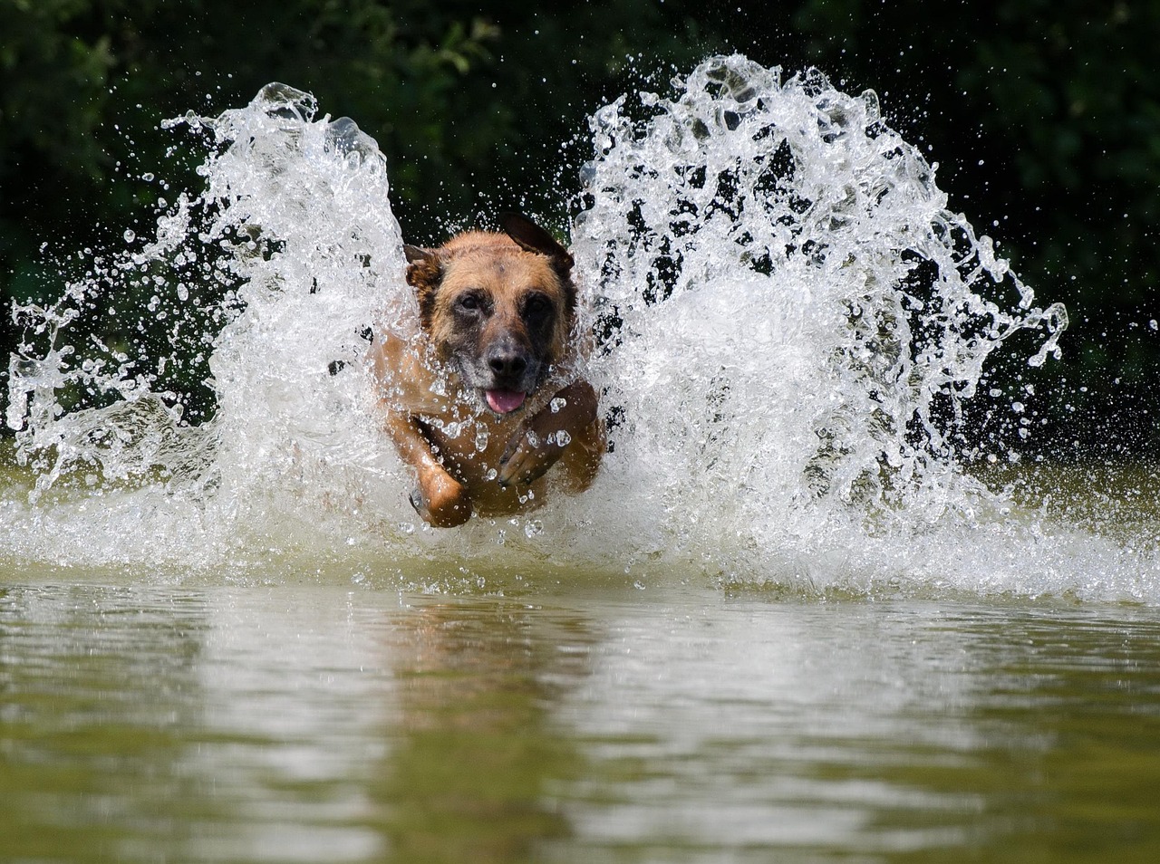 Brindle Belgian Malinois: Truths, Myths, and What to Expect in 2026