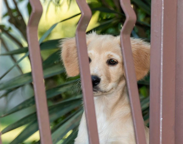 un cachorro mirando atentamente a su due o mientras este piensa en nombres para perros