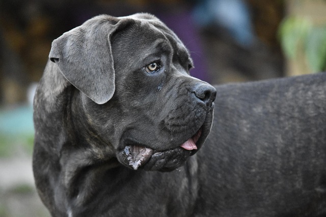 A Cane Corso puppy interacting gently with a child
