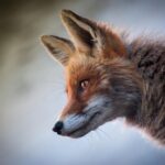 canine health profile