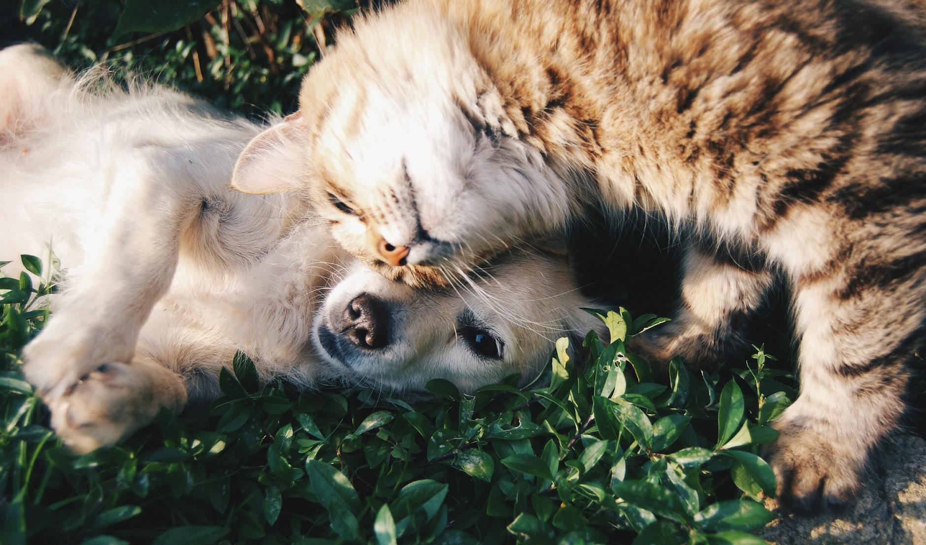 What Other Pets Get Along With Cats in 2026?