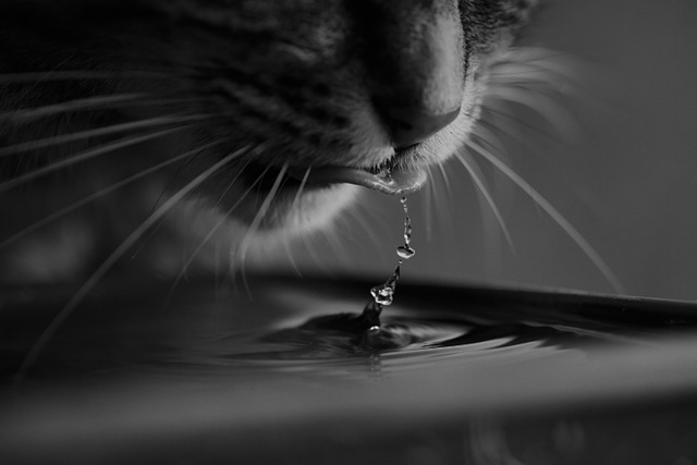 Cat drinking from a modern stainless steel pet water fountain