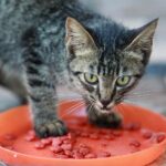 cat eating elevated bowl