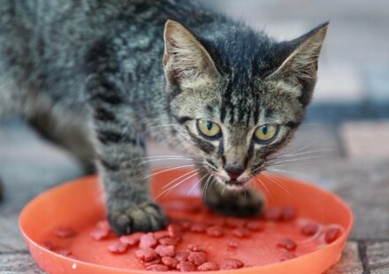 cat eating elevated bowl