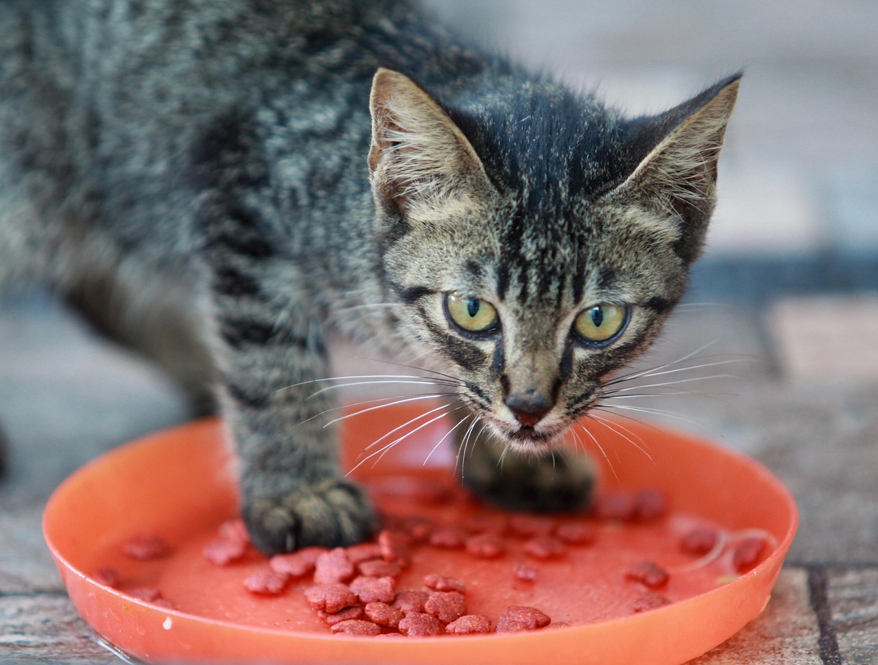 Elevated Cat Bowls in 2026: Benefits, Drawbacks & Top Picks