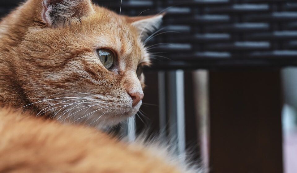 cat exploring new home