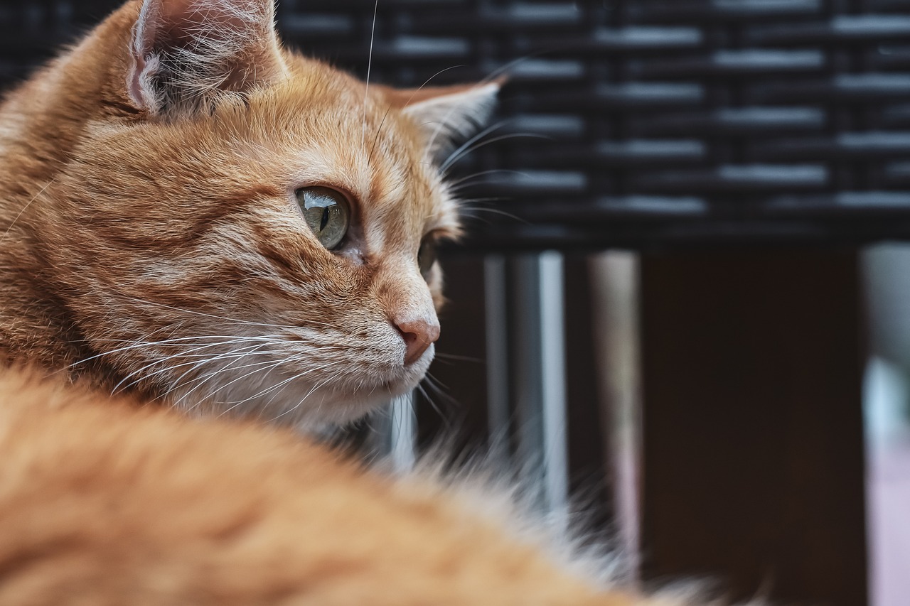 How to Take Care of a Cat at Home in 2026: Beyond the Basics