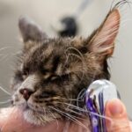 cat grooming tools