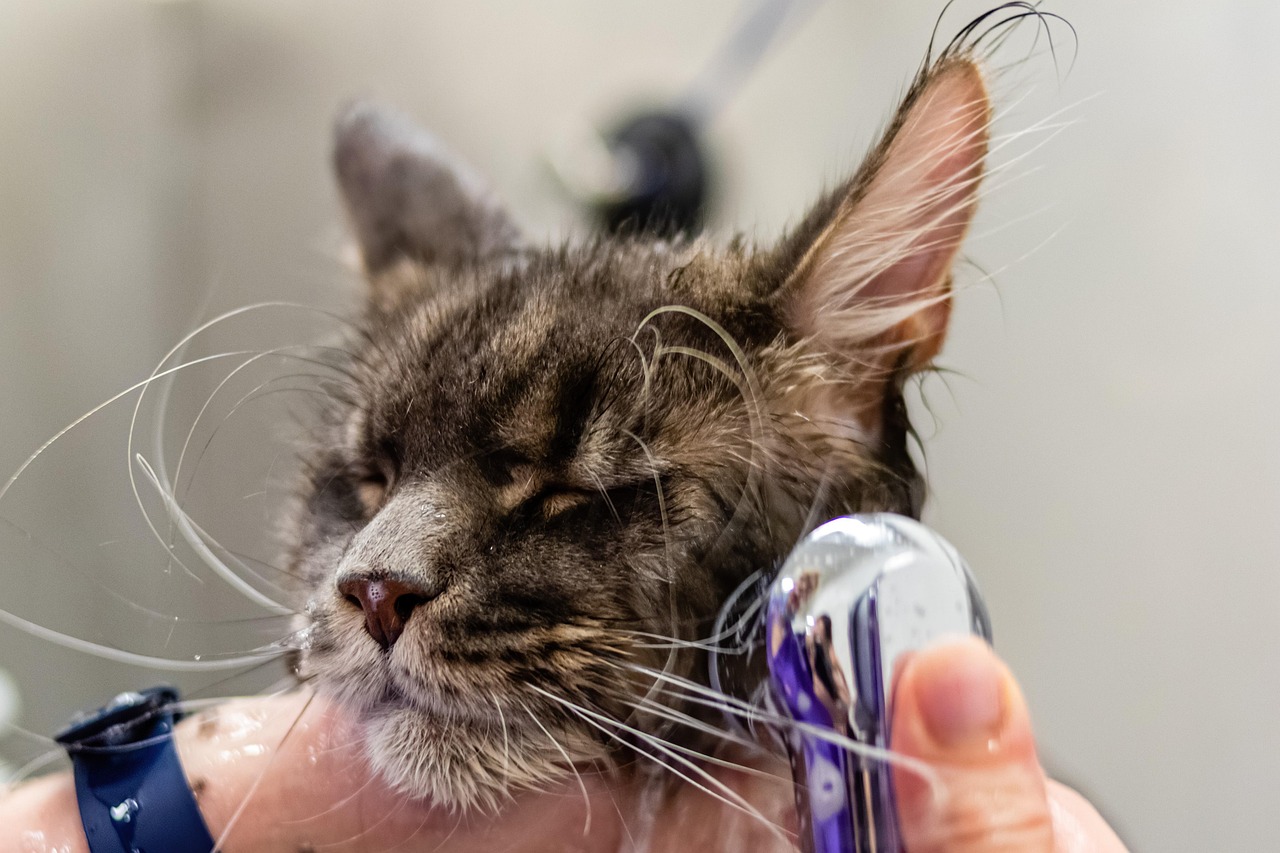 How to Groom a Cat: A 2026 Guide for Happy Pets