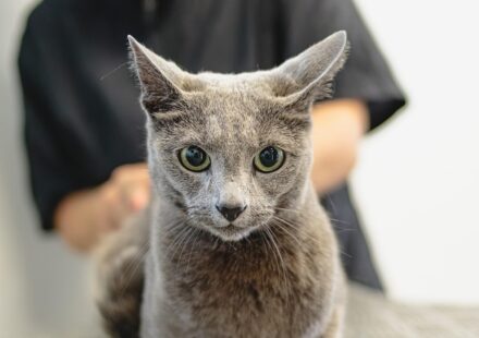 cat grooming tools