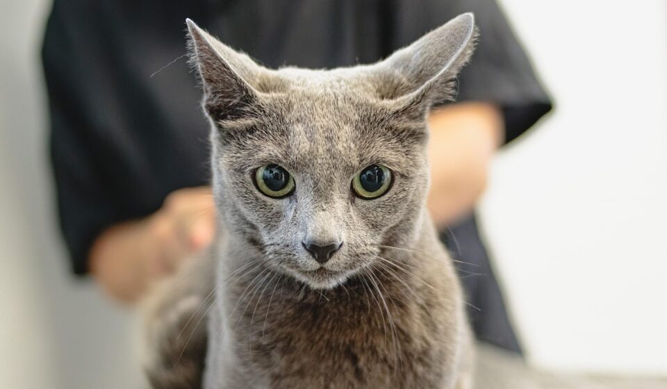cat grooming tools