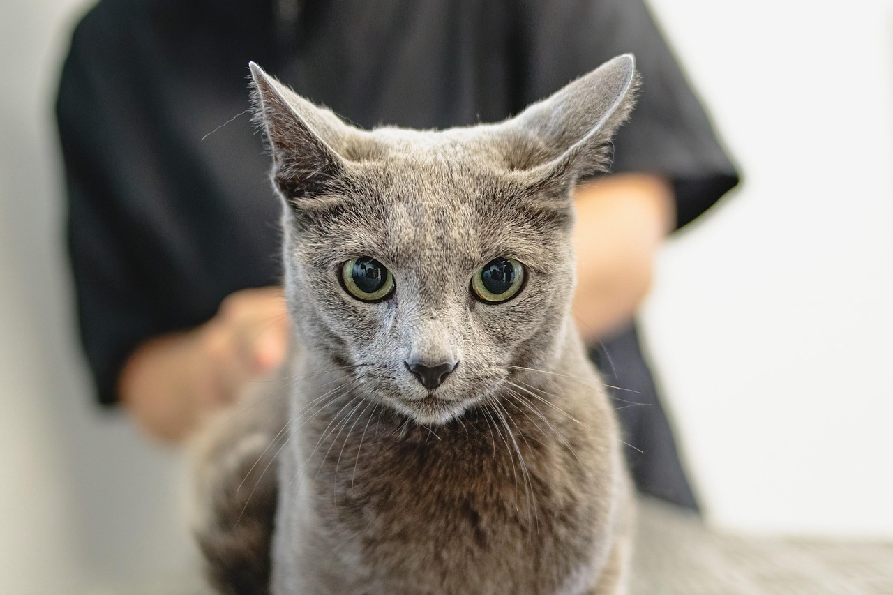 How to Groom a Cat at Home in 2026: A Gentle, Effective Guide