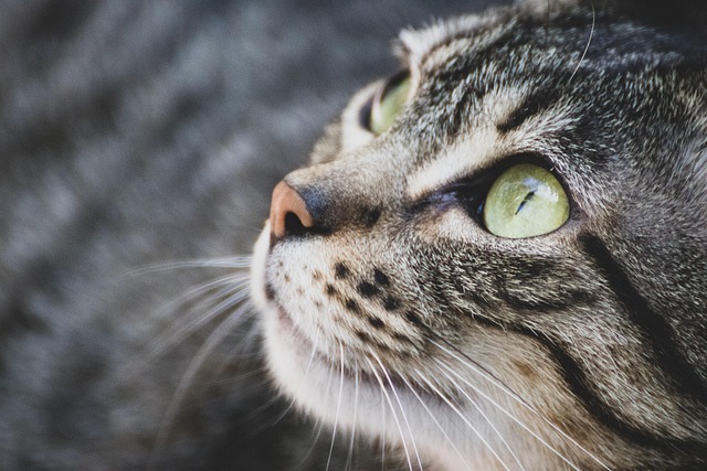 Cat intensely focused on a feather wand toy being moved by its owner