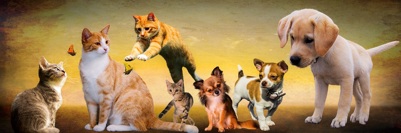 Engaging Interactive Cat Toys for Happier, Healthier Felines in 2026