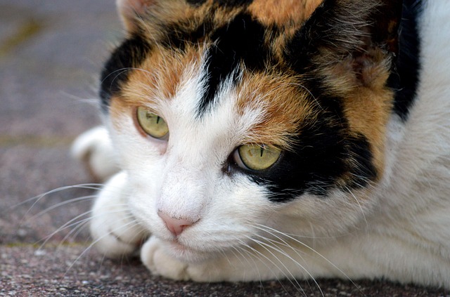 Cat with relaxed body language, soft eyes, and a gently curved tail