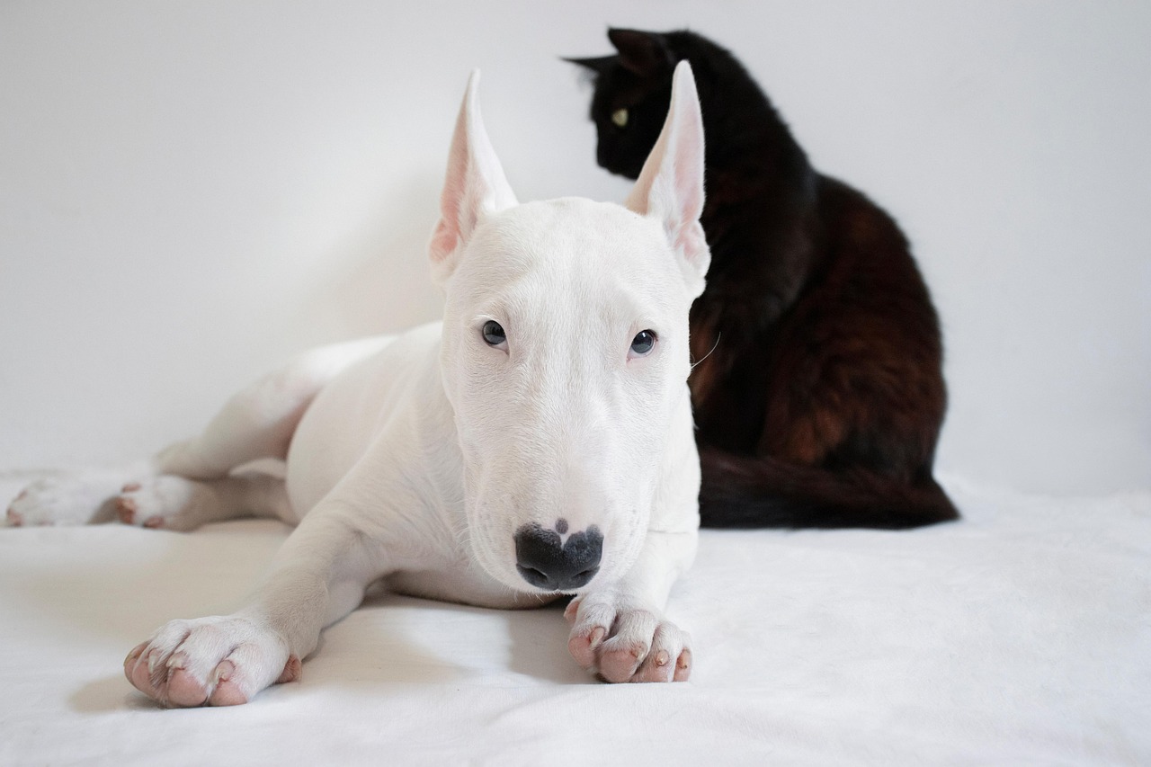 Cat Throwing Up White Foam: When to Worry in 2026