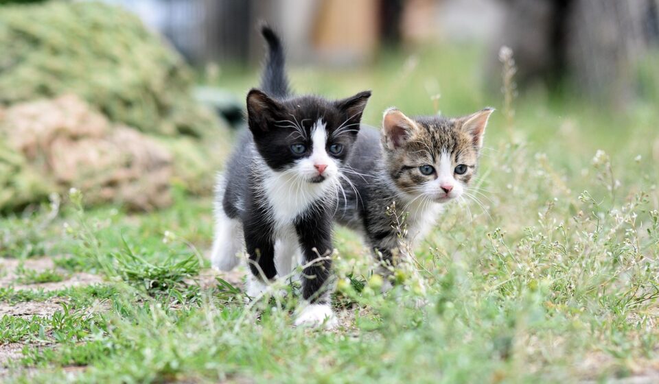 cat vomiting white foam