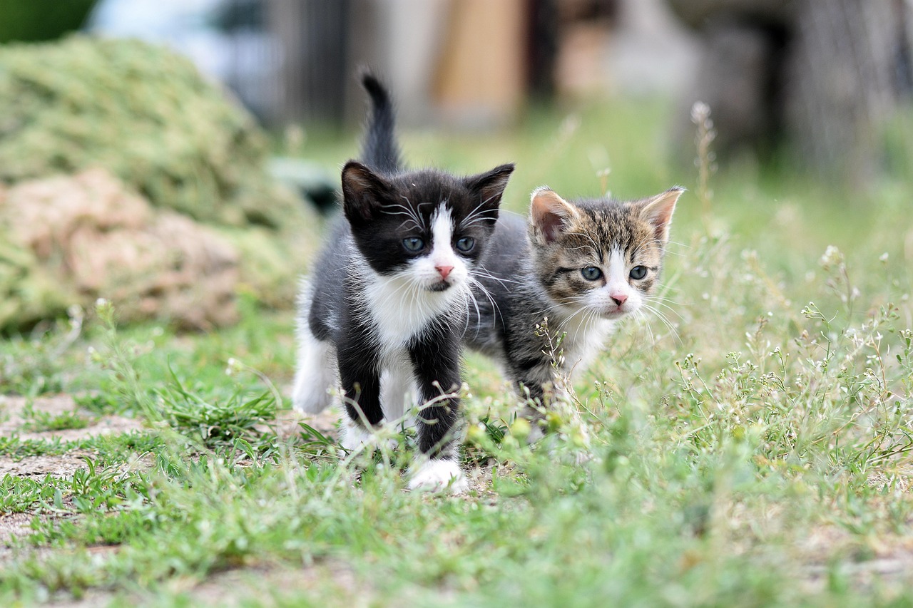 Cat Barf White Foam: Decoding the Cause in 2026